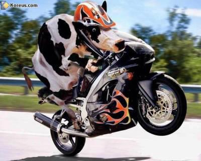 le formidable beu